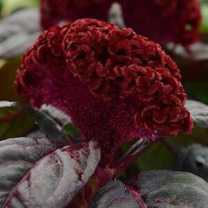 Celosia cristata Concertina Red Dark Leaf Portfolio Cockscomb True 1 gal. Container