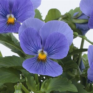 Viola X Hybrida ColorMax True Blue Large-Flowered Viola