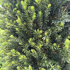Taxus X Media Moon Yew