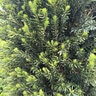 Taxus X Media Moon Yew