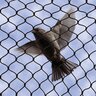  No-Knot Bird Netting 3/4 in. Black Mesh - 25 ft x 50 ft - excludes all birds 