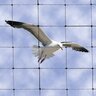  Bird Netting 2 in. Black Mesh - 50 ft x 50 ft - excludes Pigeons, Segulls, and Larger Birds 
