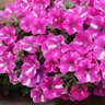Petunia hybrid Supertunia Raspberry Rush Proven Winners Petunia