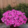 Petunia hybrid Supertunia Raspberry Rush Proven Winners Petunia