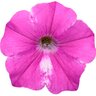 Petunia hybrid Supertunia Raspberry Rush Proven Winners Petunia
