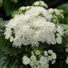 Ageratum houstonianum Aloha White Floss Flower