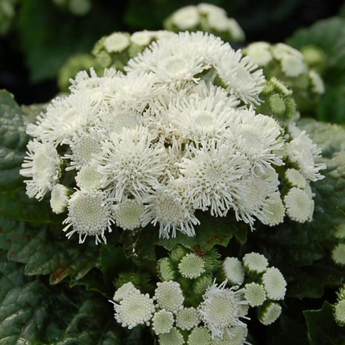Ageratum Houstonianum Aloha White Floss Flower SiteOne US