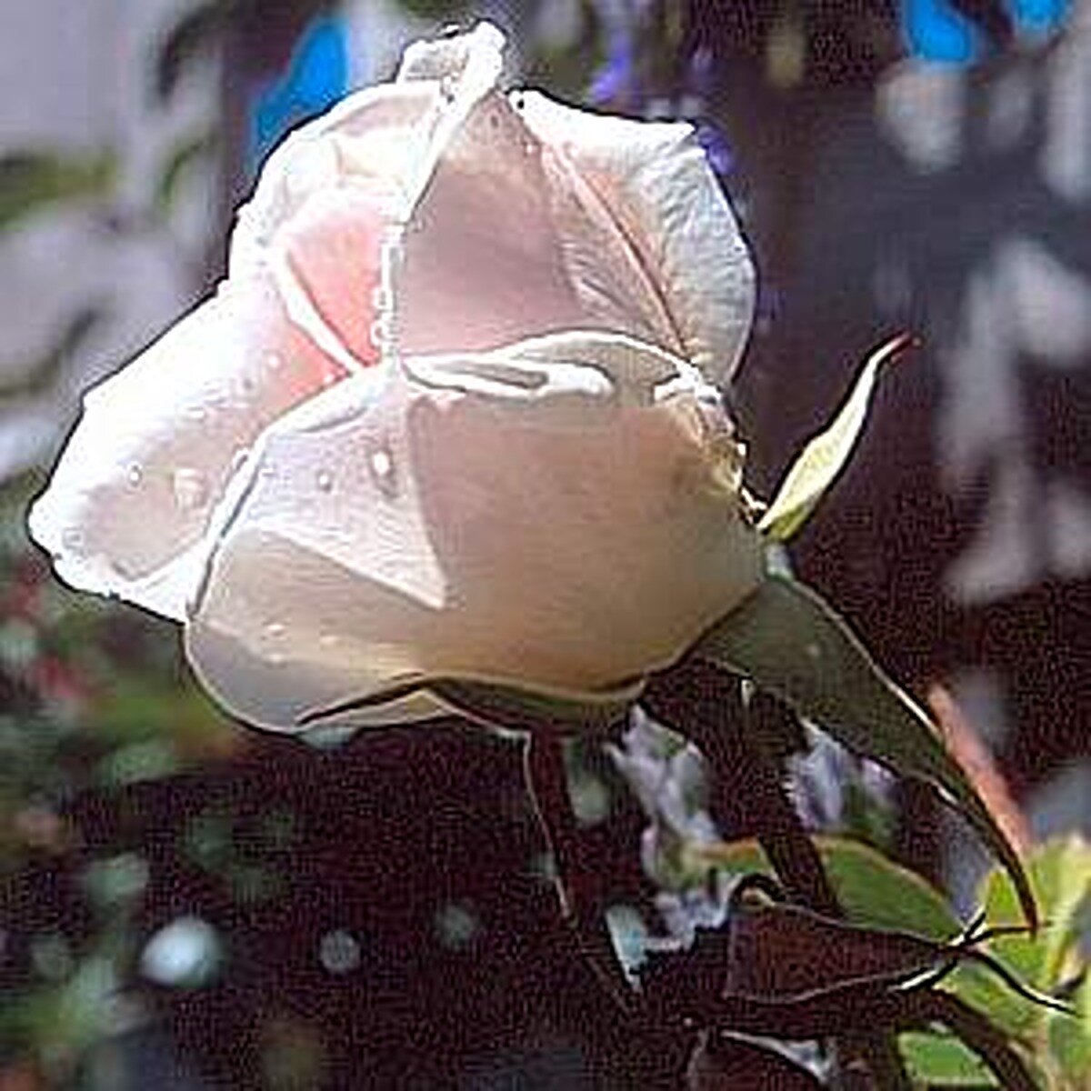 Rosa x CL Iceberg Climbing Rose | SiteOne US
