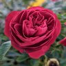 Rosa X True Bloom True Love Hybrid Tea Rose