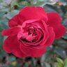 Rosa X True Bloom True Love Hybrid Tea Rose