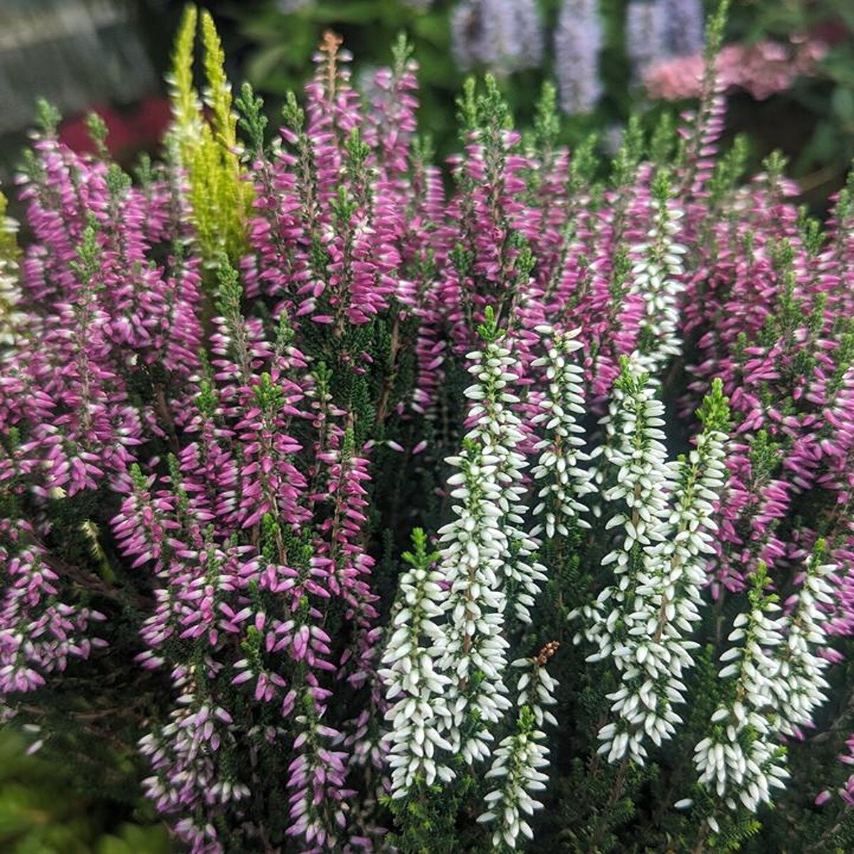 calluna-vulgaris-beauty-ladies-trio-scotch-heather-siteone-us