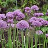 Allium X Pinball Wizard Ornamental Onion