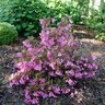 Weigela Florida Sonic Bloom Wine Weigela