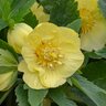 Helleborus X Honeymoon California Dreaming Lenten Rose