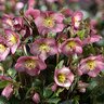Helleborus x iburgensis HGC Ice N' Roses Mindy Marble Lenten Rose