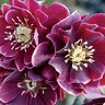Helleborus X Winter Jewels Amethyst Glow Lenten Rose
