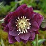 Helleborus X Winter Jewels Amethyst Glow Lenten Rose