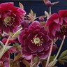 Helleborus X Winter Jewels Amethyst Glow Lenten Rose