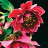 Helleborus X Winter Jewels Amethyst Glow Lenten Rose