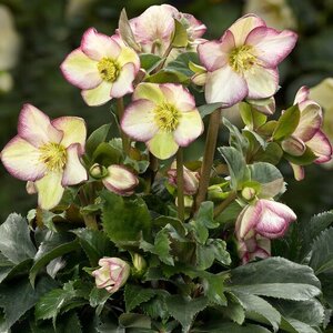 Helleborus X Glandorfensis HGC Ice N' Roses Frosted Rose Lenten Rose 1 gal. Container