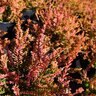 Calluna vulgaris Carnival Scotch Heather