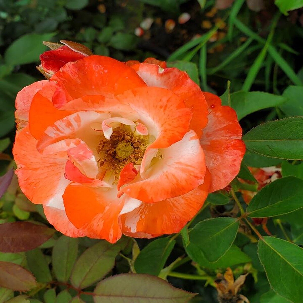 Rosa floribunda Color Splash Rose | SiteOne US