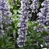 Salvia lonispicata x farinacea Blue Chill Sage