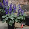 Salvia longispicata x farinacea Big Blue Sage