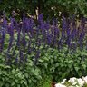 Salvia longispicata x farinacea Big Blue Sage