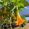 Brugmansia X Cubensis Charles Grimaldi Angels Trumpets