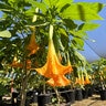 Brugmansia X Cubensis Charles Grimaldi Angels Trumpets
