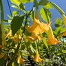 Brugmansia X Cubensis Charles Grimaldi Angels Trumpets