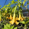 Brugmansia X Cubensis Charles Grimaldi Angels Trumpets