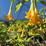 Brugmansia X Cubensis Charles Grimaldi Angels Trumpets