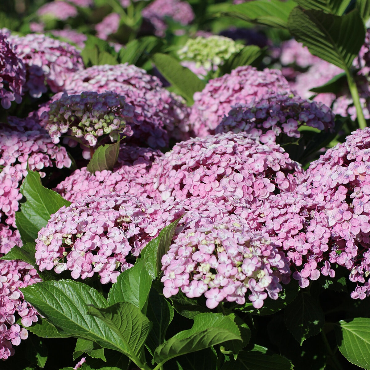 Hydrangea Macrophylla Ayesha Big Leaf Hydrangea | SiteOne US