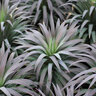 Yucca Desmettiana Blue Boy Yucca