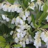 Pieris Japonica Temple Bells Japanese Andromeda