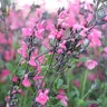 Salvia Microphylla Syracuse Baby Sage