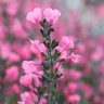 Salvia Microphylla Syracuse Baby Sage