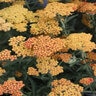 Achillea X Feuerland Fireland Yarrow