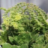 Aeonium Jolly Green Saucer Plant