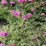Armeria Maritima Nifty Thrifty Sea Thrift