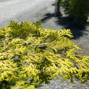 Chamaecyparis obtusa Golden Pillar Hinoki Cypress