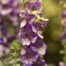 Angelonia angustifolia AngelDance Violet Bicolor Summer Snapdragon