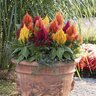 Celosia plumosa Fresh Look Mixture Cockscomb