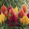 Celosia plumosa Fresh Look Mixture Cockscomb