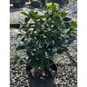 Camellia Japonica Man Size Camellia