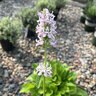 Stachys X Summer Romance Lamb's Ear