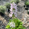 Stachys X Summer Romance Lamb's Ear