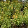 Coreopsis Tripteris Gold Standard Tickseed
